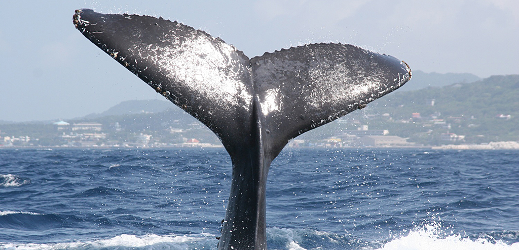 クジラ達が魅せる<br>大迫力のパフォーマンス
