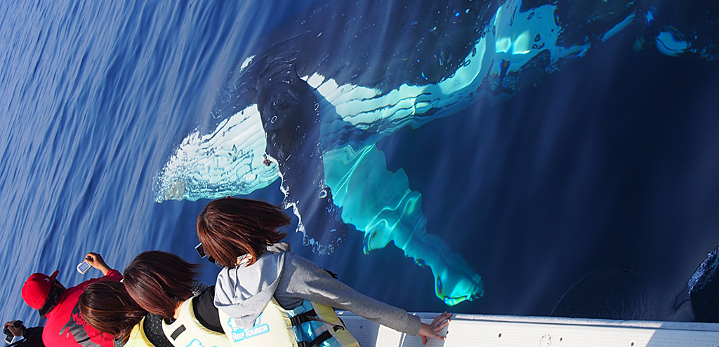 <br>海は沖縄の宝物。あなたの笑顔は私たちの宝物<br>～美ら海水族館近くでクジラ遭遇体験！～